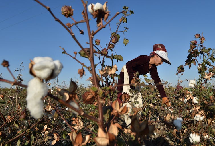 A woman wearing a sun visor and with a cloth bag slung around her waist bends over plants in a cotton field.