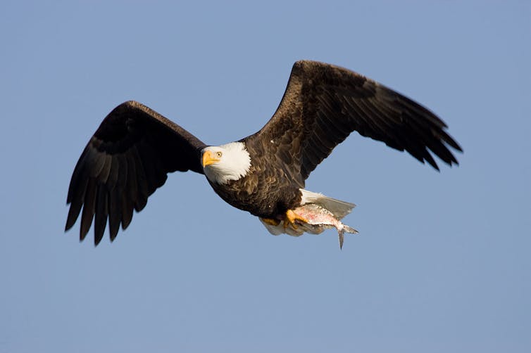 A bald eagle flies with a fish in its talons.