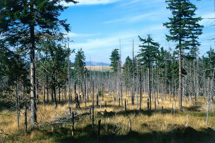 A forest with many trees stripped bare of pine needs.